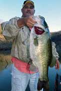 Huge Florida strain bass swim in Lake Comedero waiting for bass anglers to catch them!