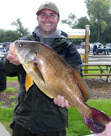 Repeat Big Ugly winner bassfan586 does it again at the 2010 Fall MadWags Memorial members' tournament 
this time with a huge White Lake sheephead of 10 pounds