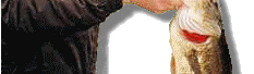 Bass Forums