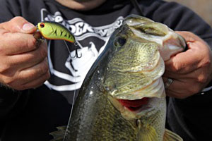 IMA square bill crankbait and a nice Louisiana Delta largemouth bass IMA square bill crankbait and a nice Louisiana Delta largemouth bass