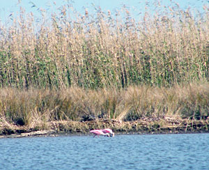 No shortage of amazing wildlife on the huge Louisiana Delta like this pair of beautiful roseate spoonbills feeding nearby No shortage of amazing wildlife on the huge Louisiana Delta like this pair of beautiful roseate spoonbills feeding nearby