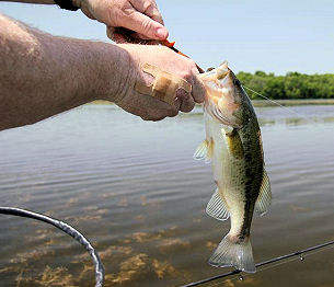 Lake Ovid Sleepy Hollow State Park Michigan Largemouth Bass