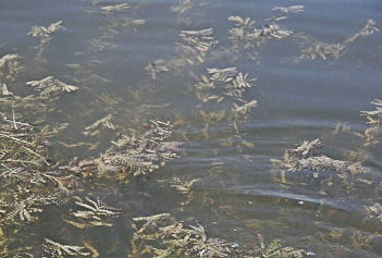 Lake Ovid Sleepy Hollow State Park Milfoil Curly Cabbage Aquatic Plants Weed Hole
