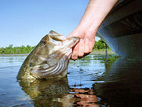 Big Largemouth Bass Catch and Release Live Closeup in water Lake Ovid
