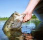 Lake Ovid Largemouth Bass Fishing A Little Taste of the South