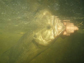 Big Largemouth Bass Catch and Release Under Water Live Lake Ovid Closeup