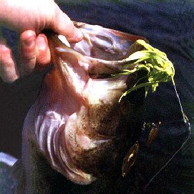 Chartreuse spinnerbait caught largemouth bass