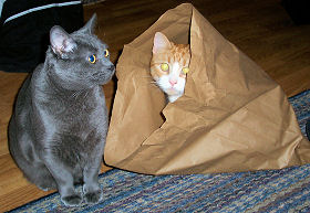 Max and Eli the cats with Eli doing one of his goofball routines