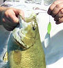 Mullett Lake smallmouth bass fall fishing northern Michigan War Eagle Spinnerbaits