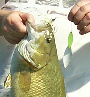 Big smallmouth bass like big spinnerbaits