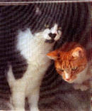 Moe and Captain the cats