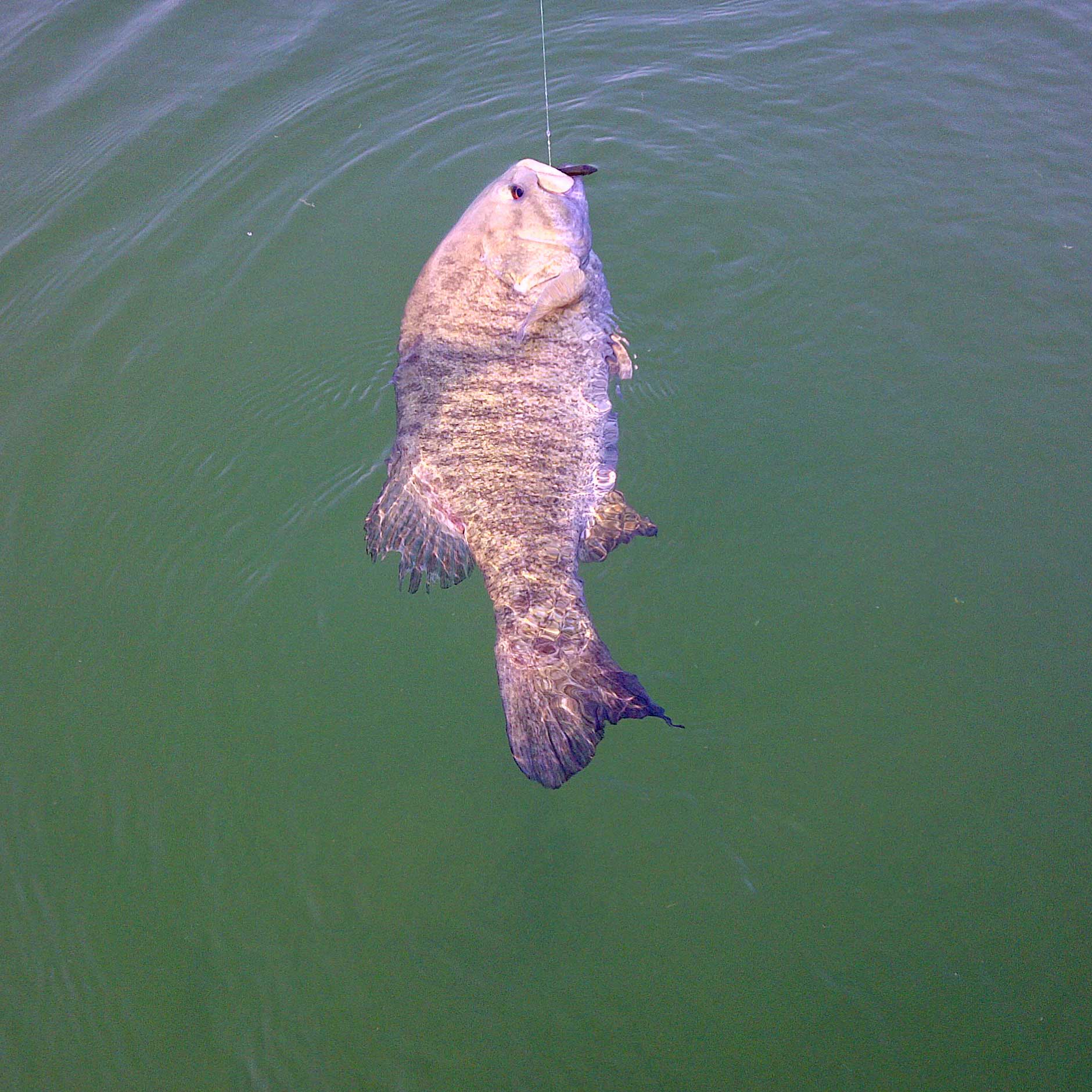 Great Lakes Bass Fishing Forum June 2011 Mullett Lake Smallmouth Bass
