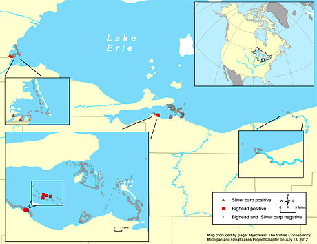 Locations of Lake Erie water sample sites, with Asian carp eDNA positive locations marked in red (bighead carp) and orange (silver carp). Map credit: Sagar Mysorekar, The Nature Conservancy.