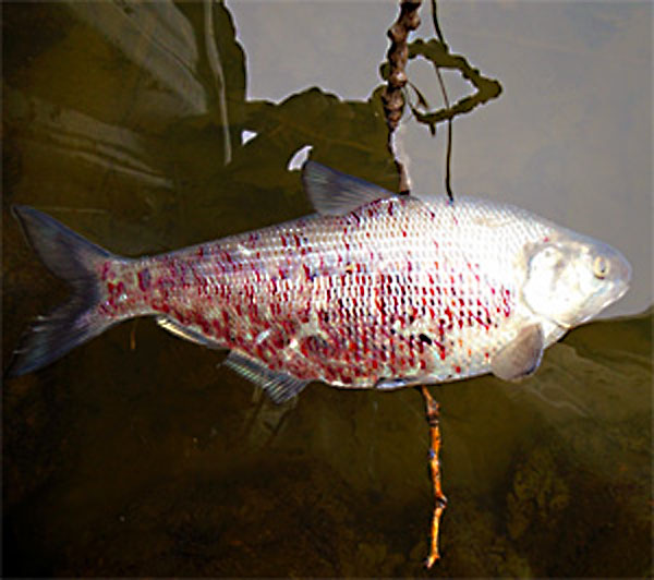 VHS killed gizzard shad Lake St. Clair 1-3-2017 MDNR 600