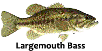 Largemouth bass