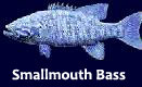 smallmouth-bass-negative