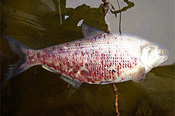 VHS killed gizzard shad Lake St. Clair 1-3-2017 MDNR