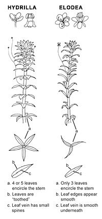 Comparison of invasive hydrilla to native elodea.