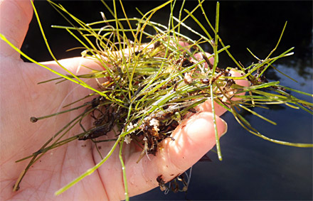 In Michigan, Starry Stonewort is becoming a real issue with over 120 lakes at least infested with it. Note the white, star-shaped bulbils. Photo Credit: A. D. Dow