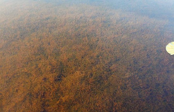 Aquatic Invasive Plants – GreatLakesBass.com