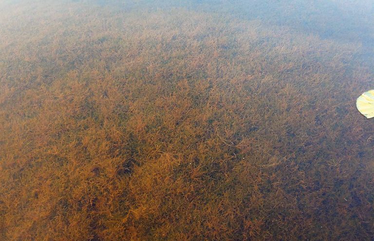 Aquatic invasive plant starry stonewort weed mass 20210804_074502