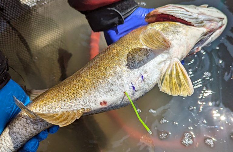 External tag and sutures on Lake St. Clair smallmouth bass that is part of the new acoustic tag study.