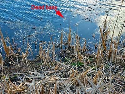 Tiny dead bluegills and one largemouth bass along the shore of Parker Road in Lower Crooked Lake, Barry County, Michigan.