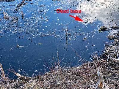 Tiny dead bluegills and one largemouth bass along the shore of Parker Road in Lower Crooked Lake, Barry County, Michigan.