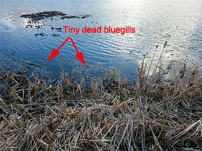Tiny dead bluegills in floating pods along the shore of Parker Road in Lower Crooked Lake, Barry County, Michigan.