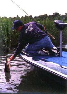 Derek prepares to hoist out a quality Saginaw Bay bass yanked out from the cattails.
