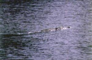 Okay, I didn’t catch it, but what a commotion when this bad boy blew out of weeds I cast to in an Okeechobee pond – my first wild gator.